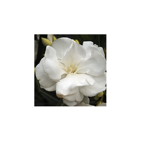 Nerium oleander Porto blanc