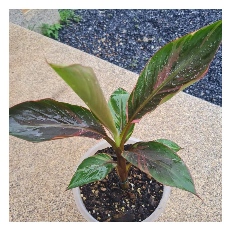 Musa nono pink variegata