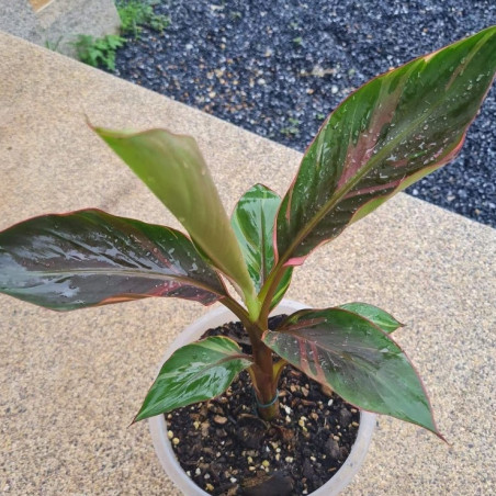 Musa nono pink variegata