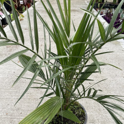 Savoir dénuder un stipe de palmier trachycarpus