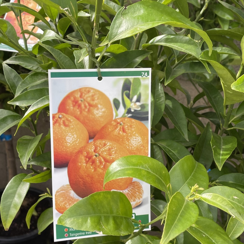 Citrus clementina arrufatina