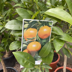 Citrus reticulata ortanique tangor