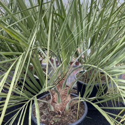 Butia capitata (odorata) 20 l