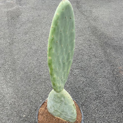 Opuntia titania 8 l