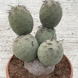 Tephrocactus geometricus