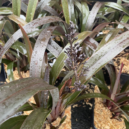 Dianella tasmanica blaze