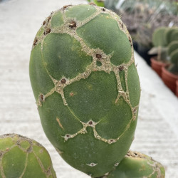 Opuntia zebrina reticulata...