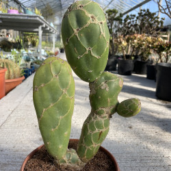 Opuntia zebrina reticulata cobra