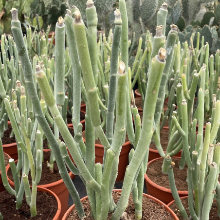 Pedilanthus macrocarpus