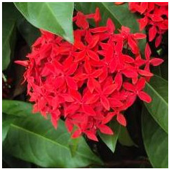 Ixora coccinea