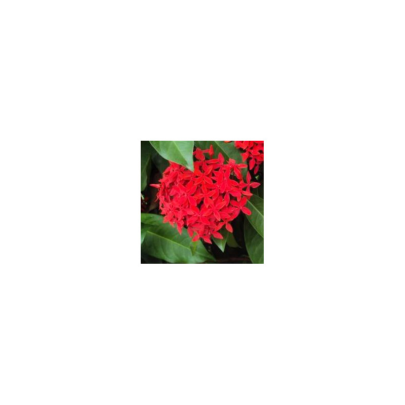 Ixora coccinea