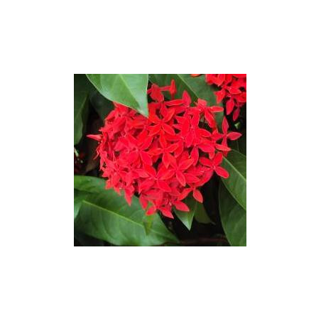 Ixora coccinea