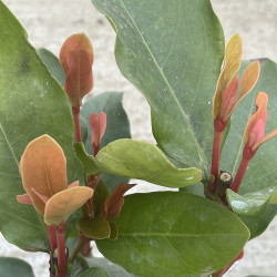 Ixora coccinea