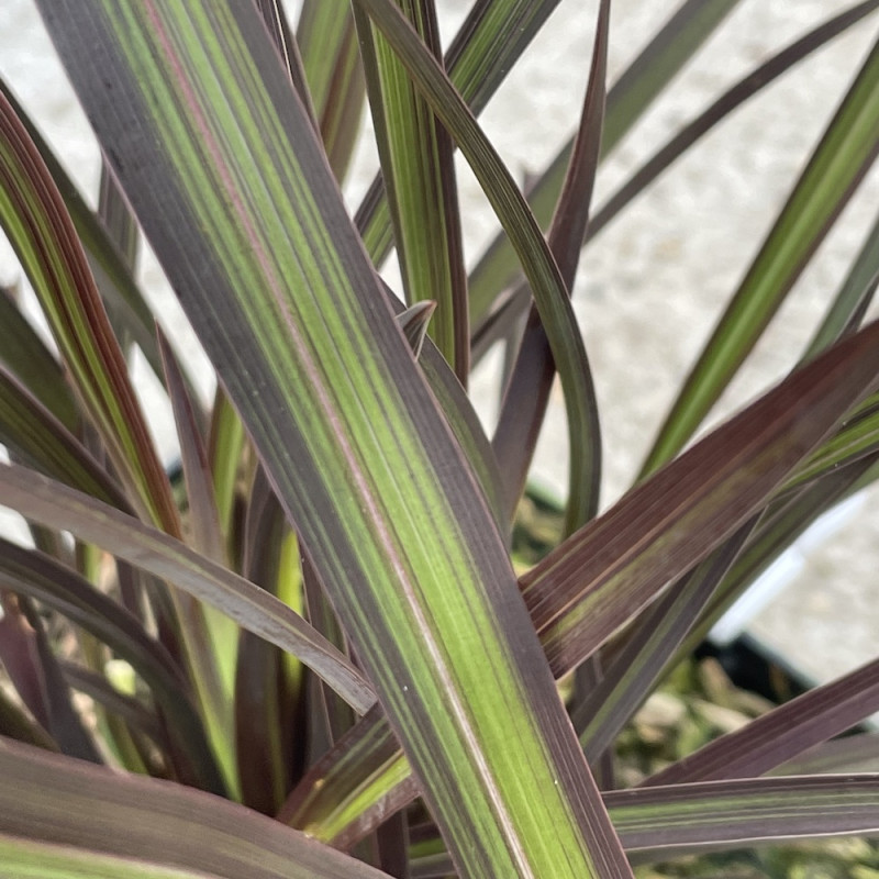 Phormium envy®