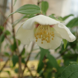 Philadelphus mexicanus