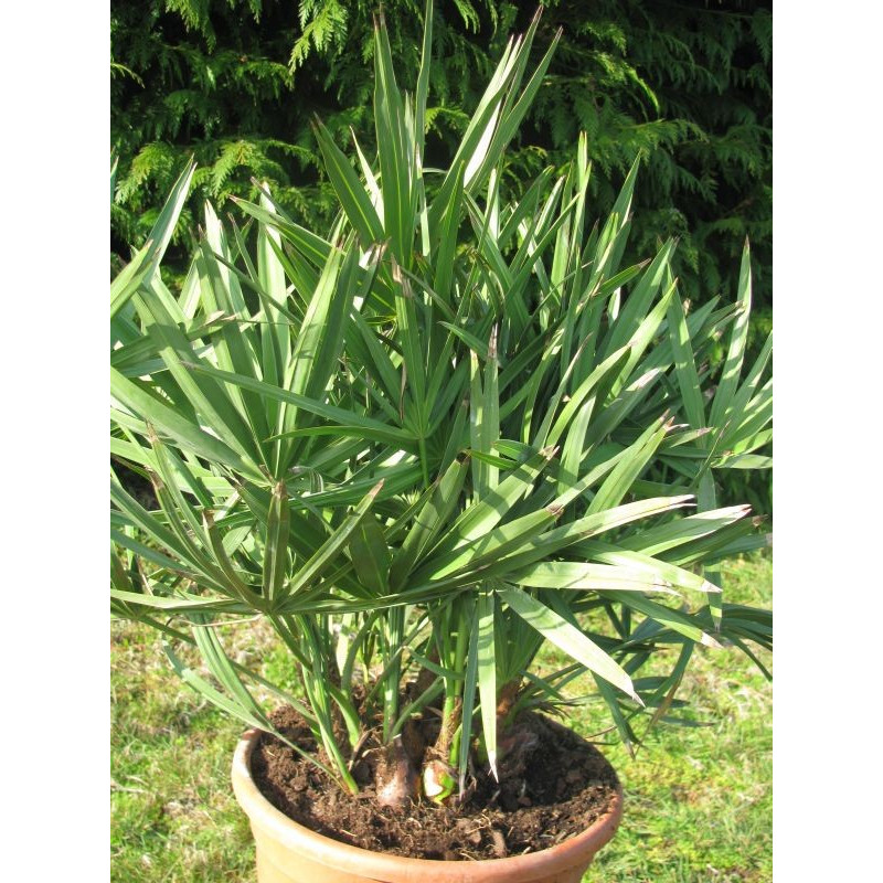 Serenoa repens vert 10 l