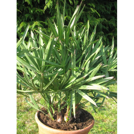 Serenoa repens vert 10 l