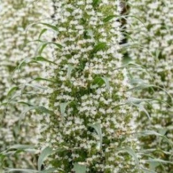 Echium pininana snow tower