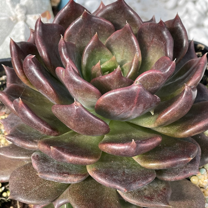 Echeveria black prince