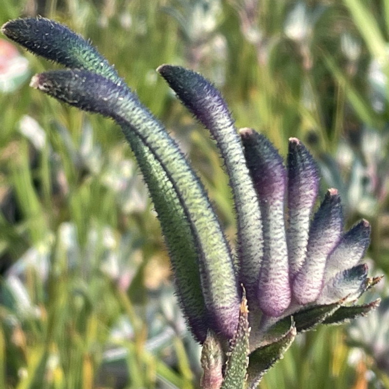 Anigozanthos celebration masquerade