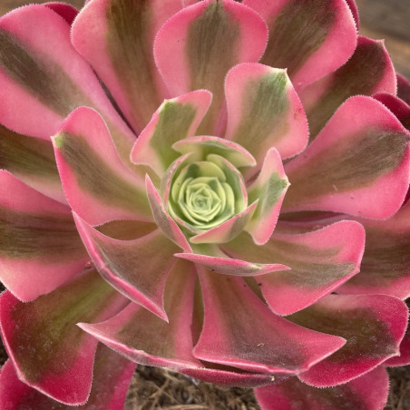 Aeonium pink witch