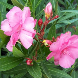 Nerium oleander splendens gigantea