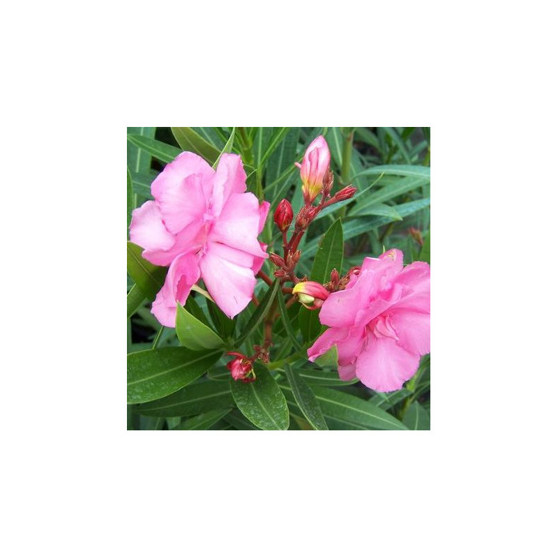 Nerium oleander splendens gigantea