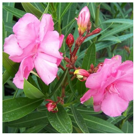 Nerium oleander splendens gigantea