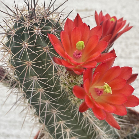 Echinocereus coccineus