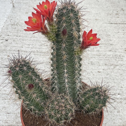 Echinocereus coccineus