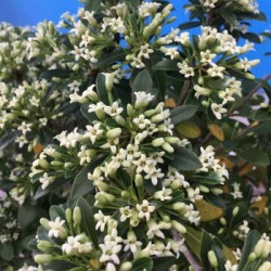 Pittosporum green mound®