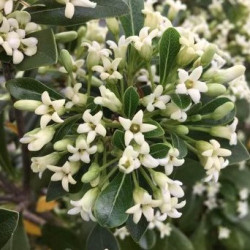 Pittosporum green mound®