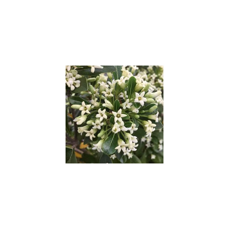 Pittosporum green mound®