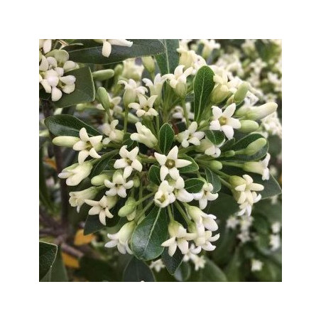 Pittosporum green mound®