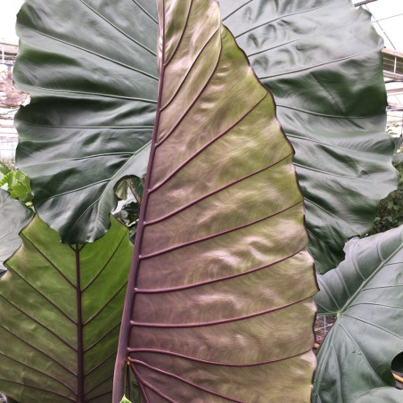 Alocasia sumo® 'ALOSUM'