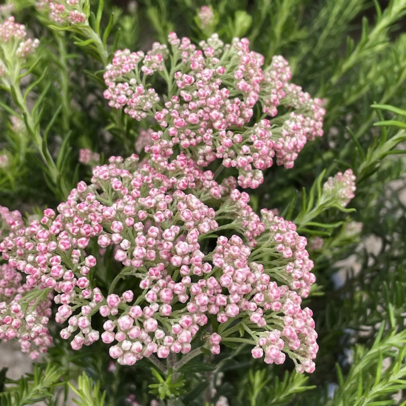 Ozothamnus pink