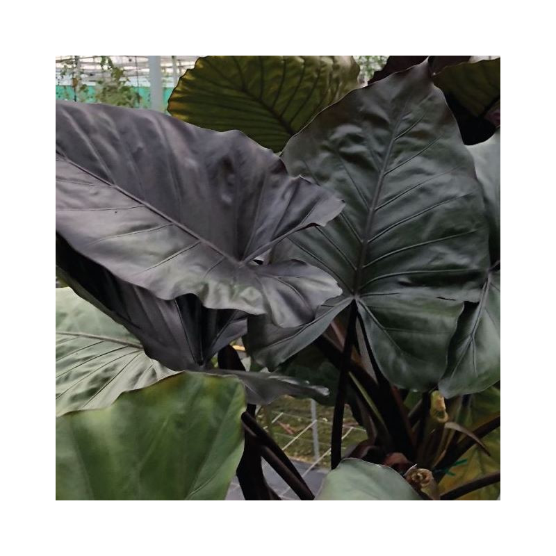 Alocasia metalhead