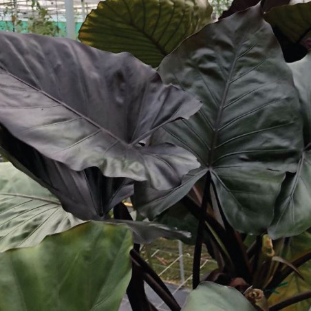 Alocasia metalhead