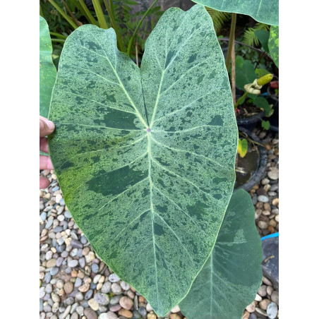 Colocasia king forest