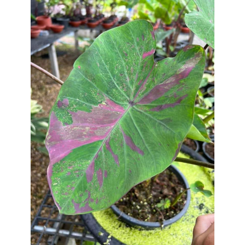 Colocasia Siam ruby