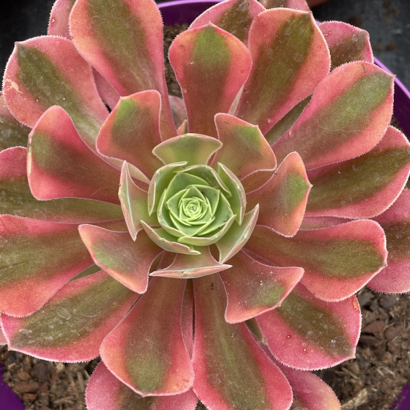 Aeonium verna