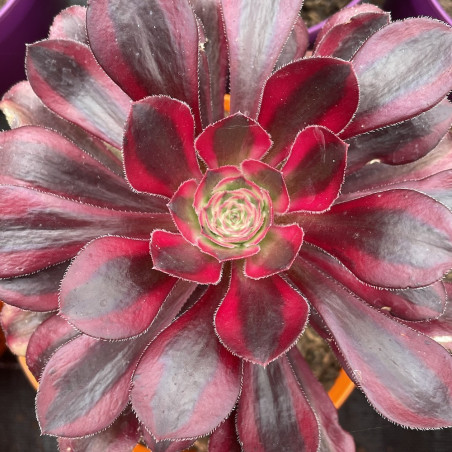 Aeonium Chanel