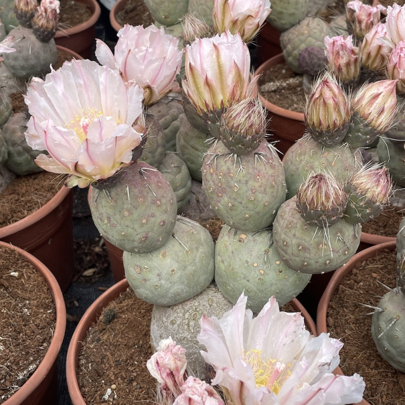 Tephrocactus geometricus