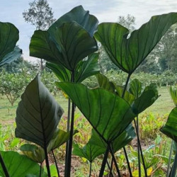 Colocasia big dipper