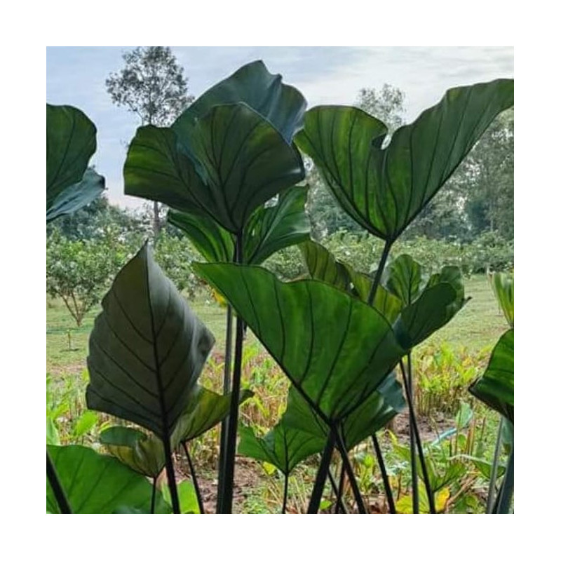 Colocasia big dipper