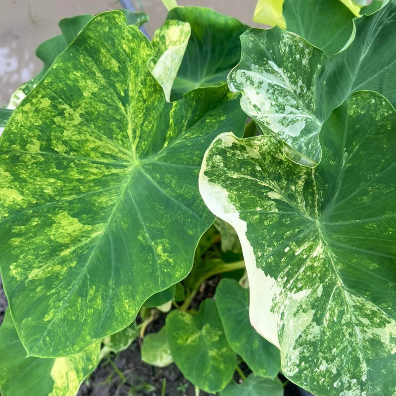 Colocasia yellow splash