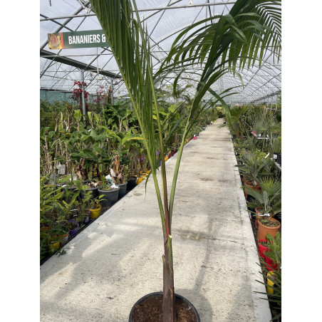 Dypsis leptocheilos