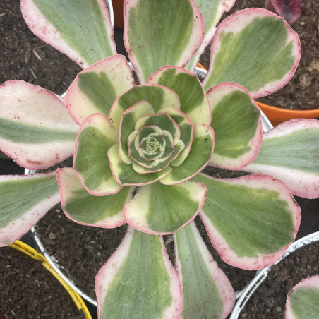 Aeonium Zeus