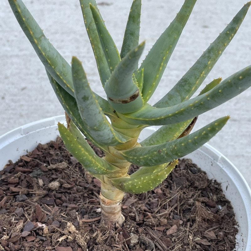 Aloe dichotoma 3 litres