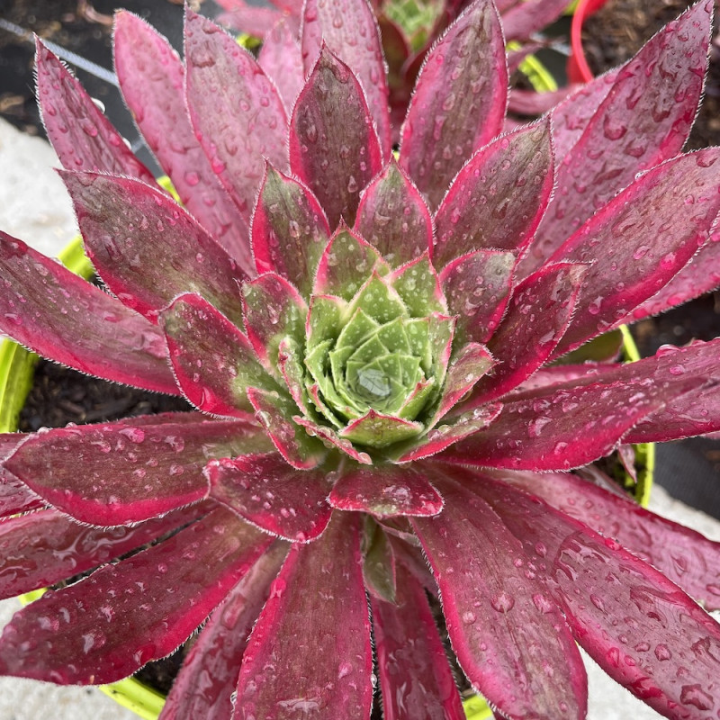 Aeonium peacock | À l'ombre des figuiers